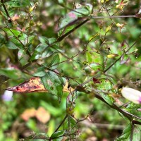 Strobilanthes helicoides T.Anderson